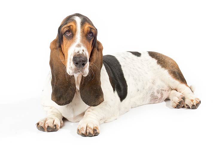 Basset Hound On White 03 الدليل الشامل حول أسعار كلاب جريفون 5 الدليل الشامل حول أسعار كلاب جريفون