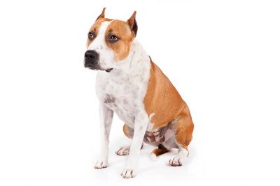 American Staffordshire Terrier