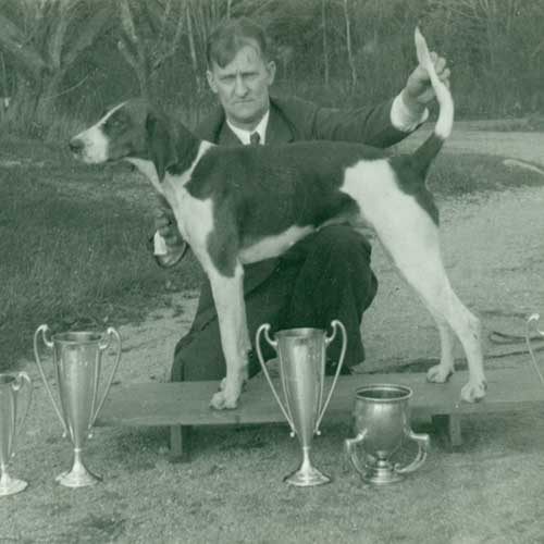 american foxhound history