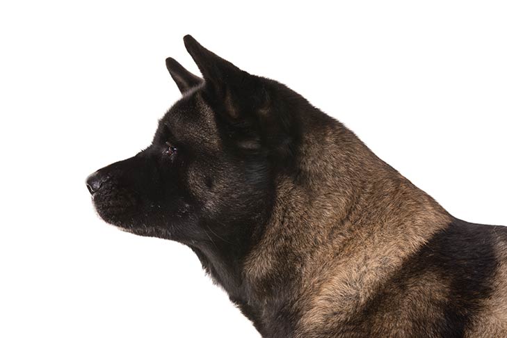 Akita Dog Breed Temperament Akita Dog Breed Temperament