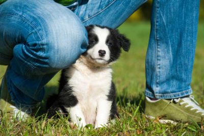 border collie puppy with breeder