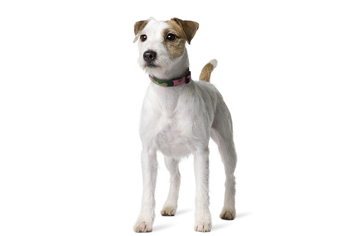 short legged wire haired breed of terrier with a medium length white coat