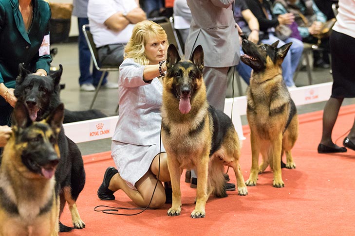 german shepherd akc group