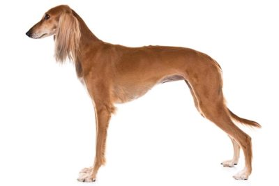 saluki breed