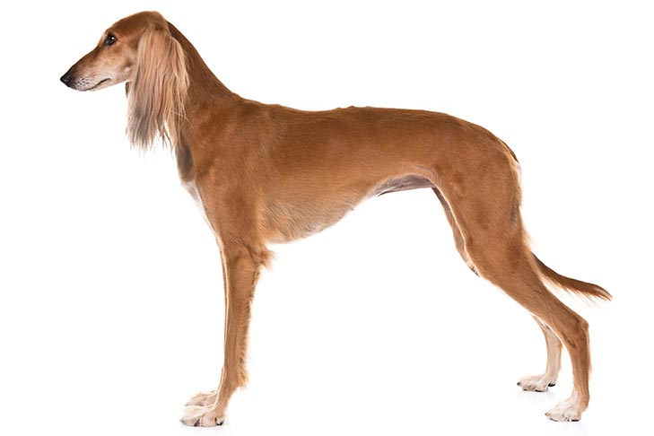 Saluki Dog Breed Information