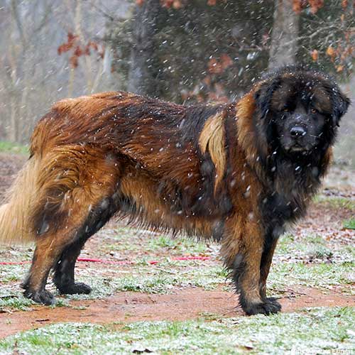 estrela mountain dog rescue