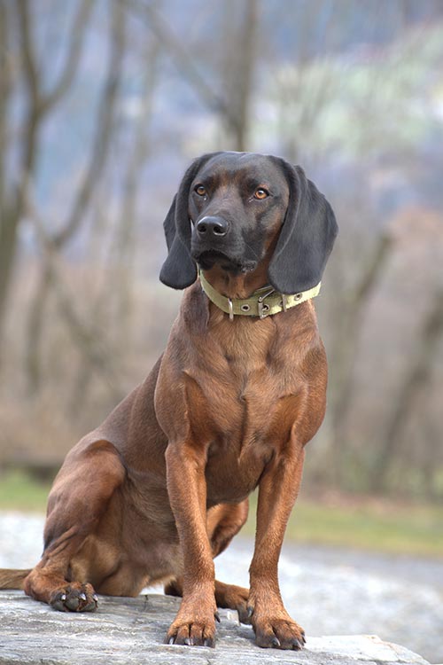 Bavarian Mountain Scent Hound Dog Breed Information