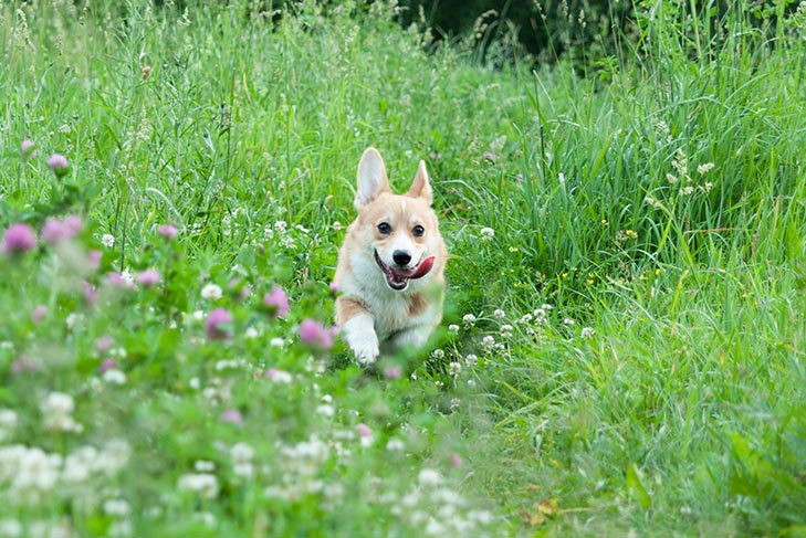 Pembroke Welsh Corgi running in a field of tall grasses.