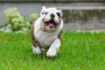 Bulldog puppy running in the garden.