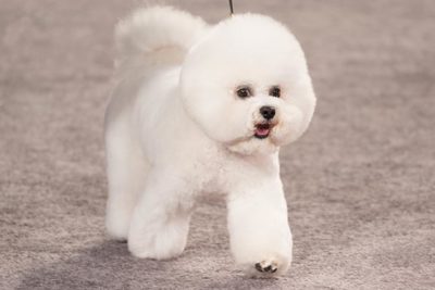 food and water dispenser for dogs