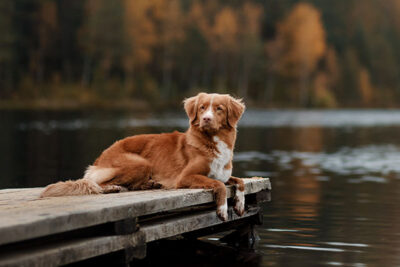 Nova Scotia Duck Tolling Retriever laying down on a dock.