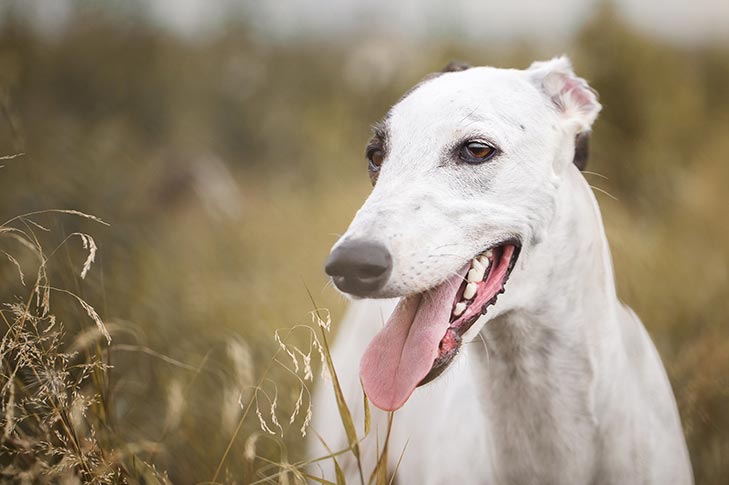Greyhound Dog Breed Information