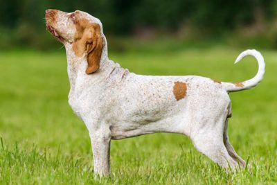Bracco Italiano