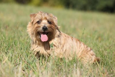 Norfolk Terrier