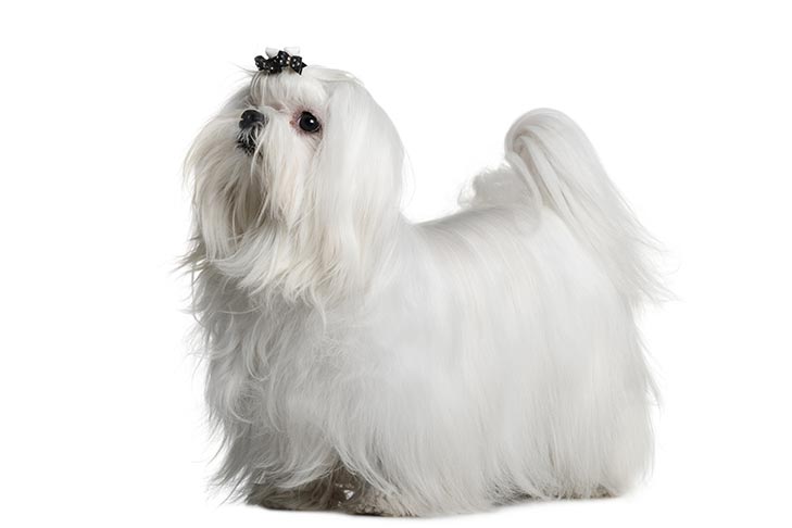 Maltese standing in three-quarter view on a white background.