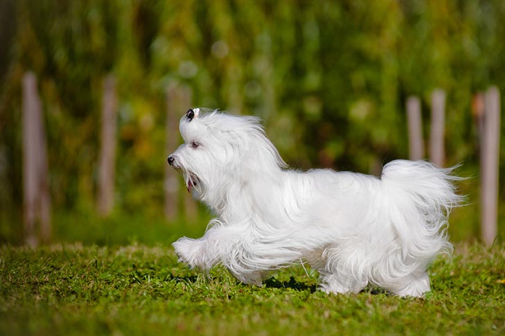 Maltese running in the grass.