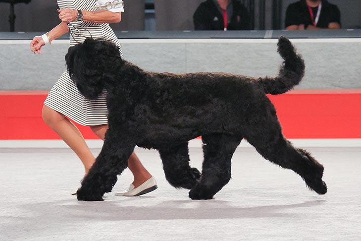 black russian professional bike