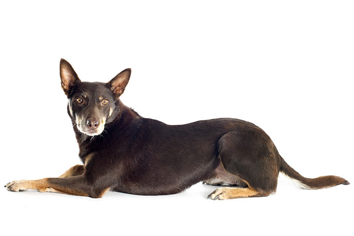 Working Kelpie Dog Breed Information 