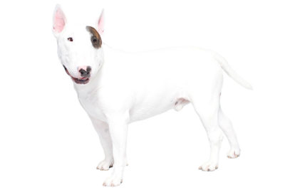Bull Terrier