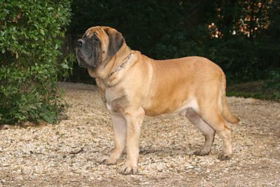 akc mastiff puppies