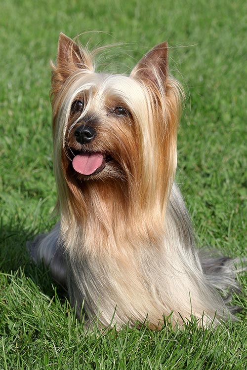 Silky Terrier Dog Breed Information
