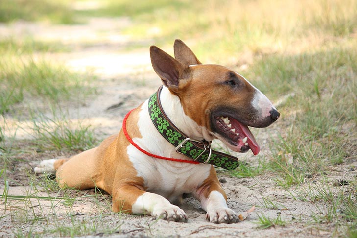 Bull Terrier laying in the grass.