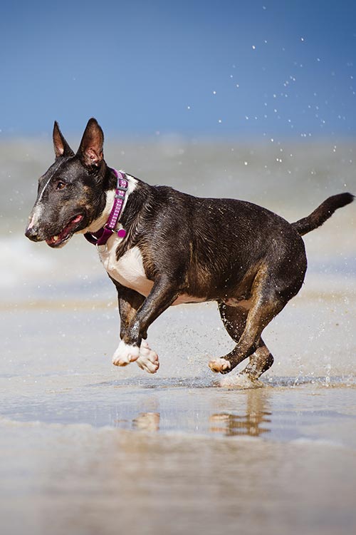 Bull Terrier running along a beach.