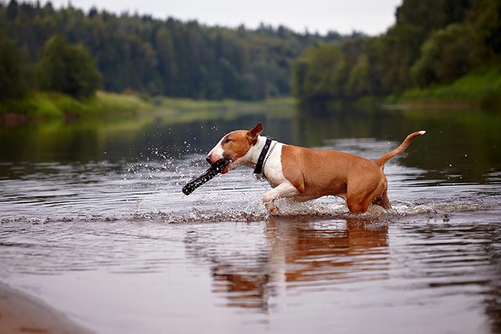 Bull Terrier fetching a stick from a lake.