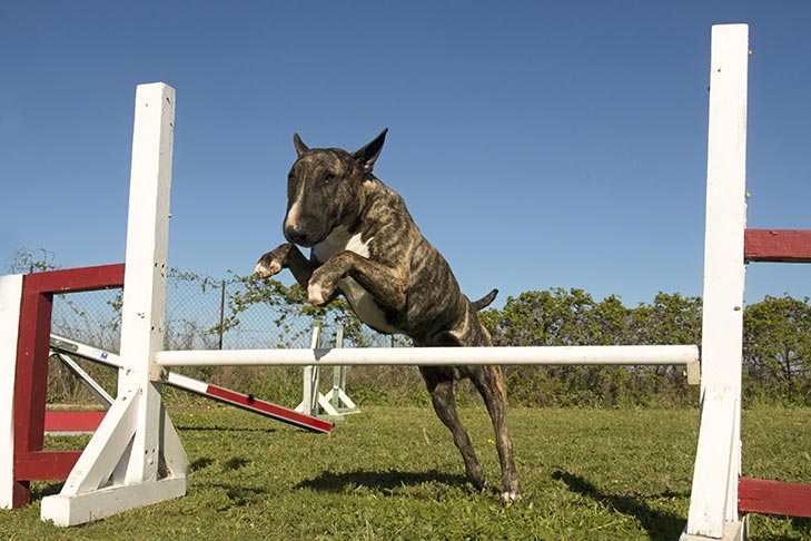 Bull Terrier leaping over an agility jump outdoors.