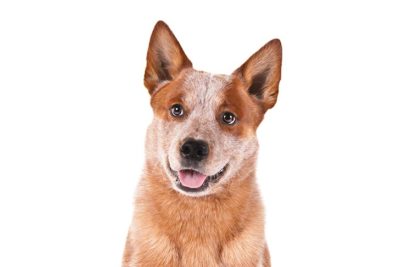 akc australian cattle dog