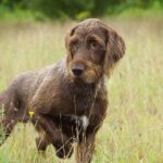 wirehaired griffon poodle mix for sale
