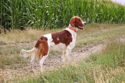 Irish Red and White Setter