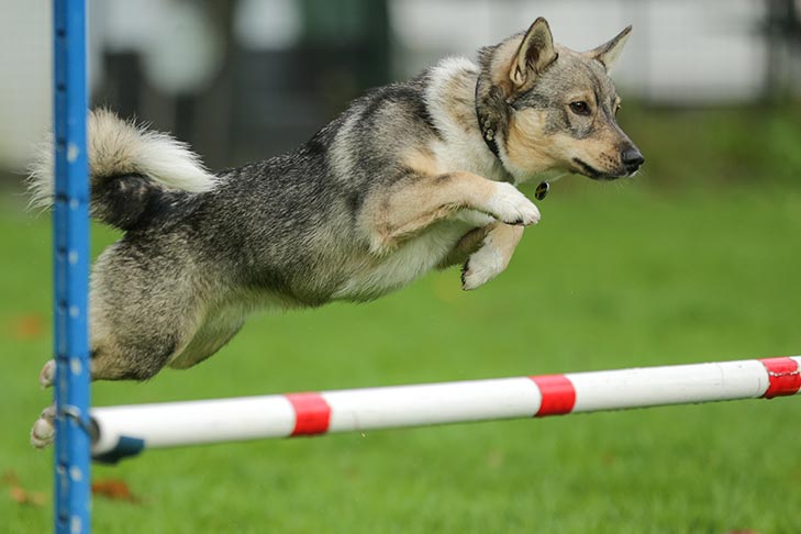 Swedish Vallhund Dog Breed Information