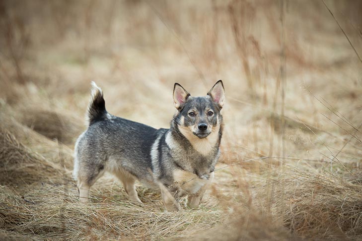 Swedish Vallhund Dog Breed Information