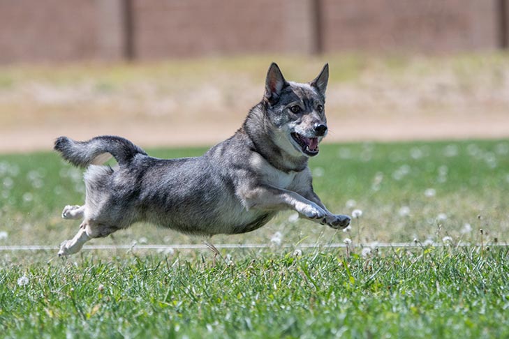 Swedish Vallhund Dog Breed Information
