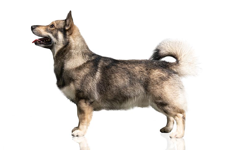 Swedish Vallhund Dog Breed Information