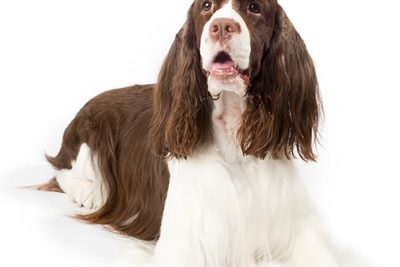 English Springer Spaniel