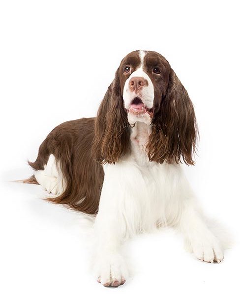 English Springer Spaniel lying on a white background.
