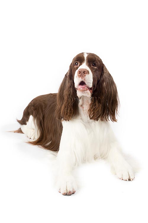 english springer spaniel dog breed information