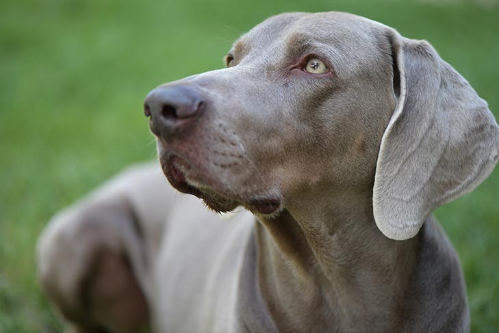 Weimaraner head portrait outdoors.