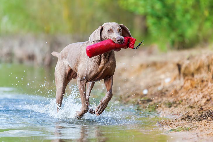 Weimaraner running in water with a decoy toy in its mouth.