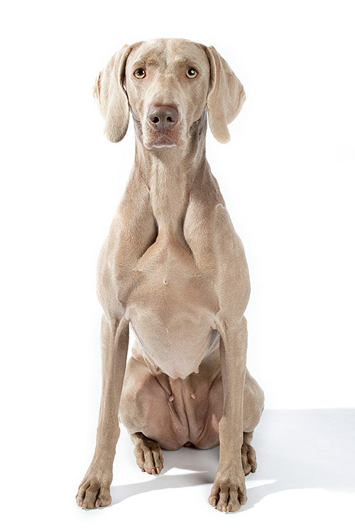 Weimaraner sitting on a white background.