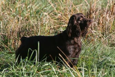 Boykin Spaniel