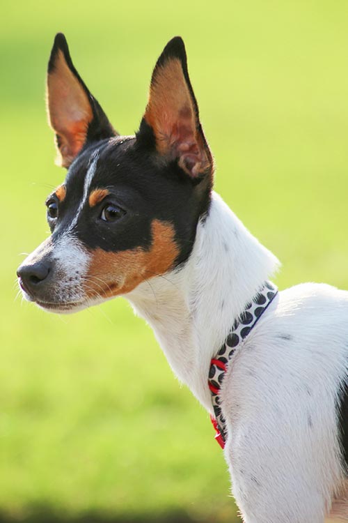 Rat Terrier Dog Breed Information