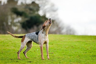 American English Coonhound