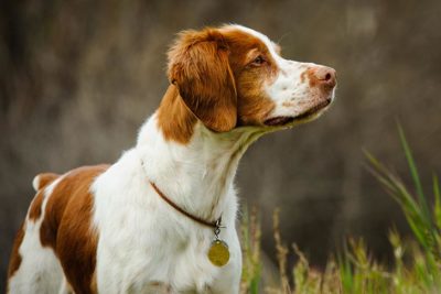brittany spaniel akc