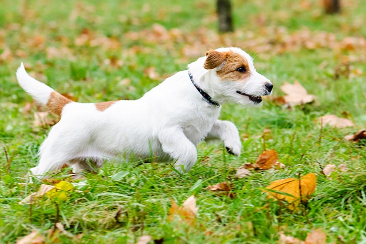 Russel Terrier dog running