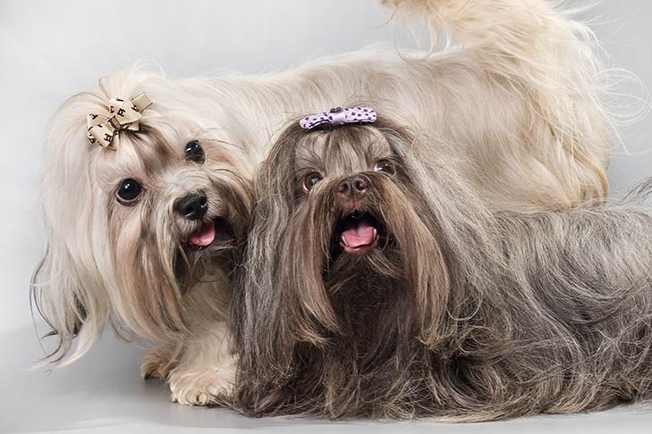 Russian Tsvetnaya Bolonka Dog Breed Information - American Kennel Club