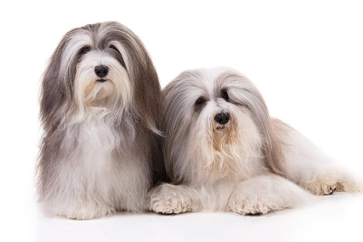 havanese dog breed information