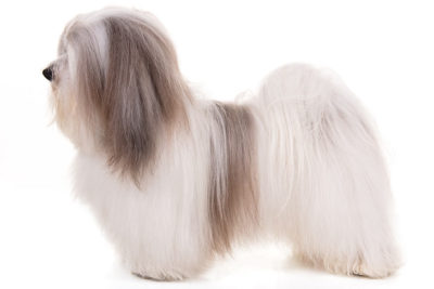 akc havanese